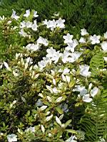 Rhododendron Liliiflorum (fam. Ericacees) (Chine) (12) (Photo F. Mrugala)